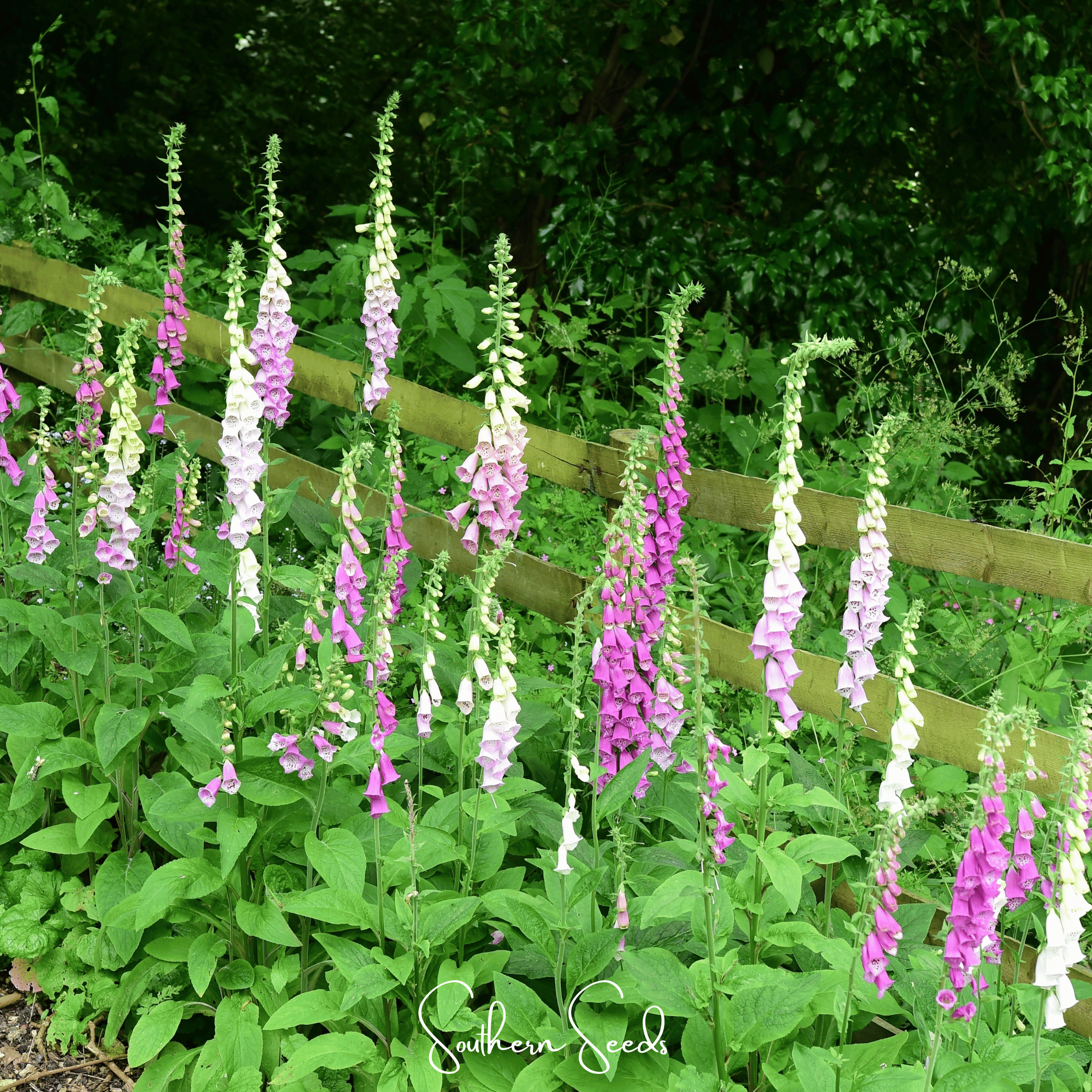 Foxy Foxglove Mix – 200 Seeds Southern Seeds