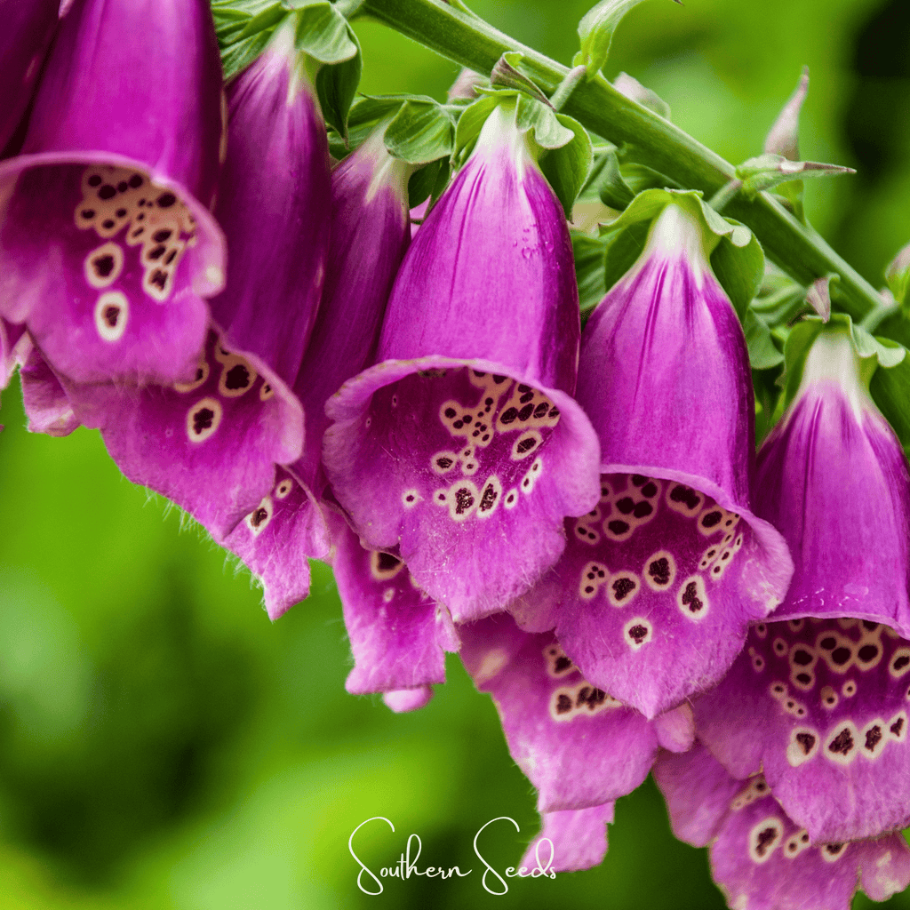 Foxy Foxglove Mix – 200 Seeds Southern Seeds