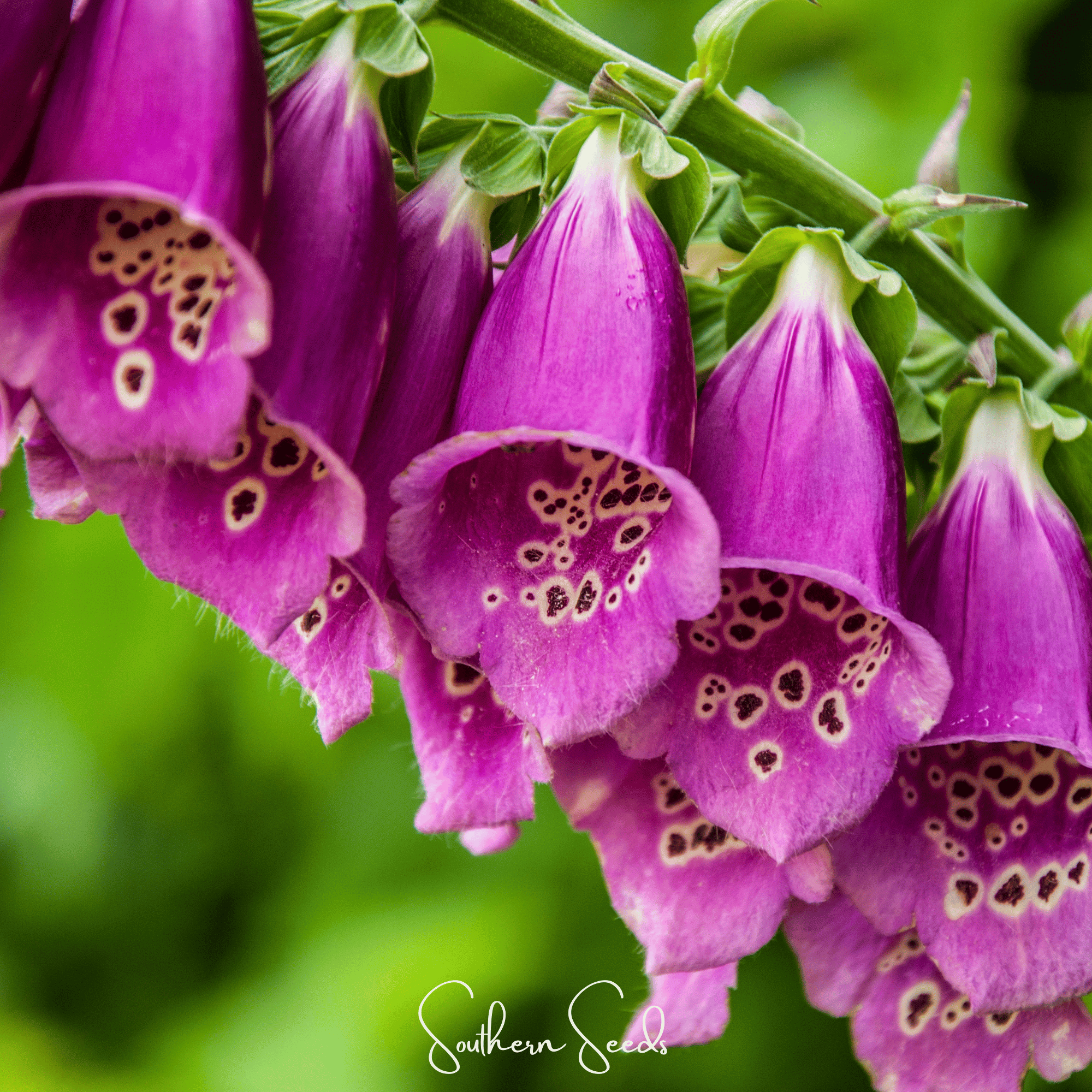 Foxy Foxglove Mix – 200 Seeds Southern Seeds