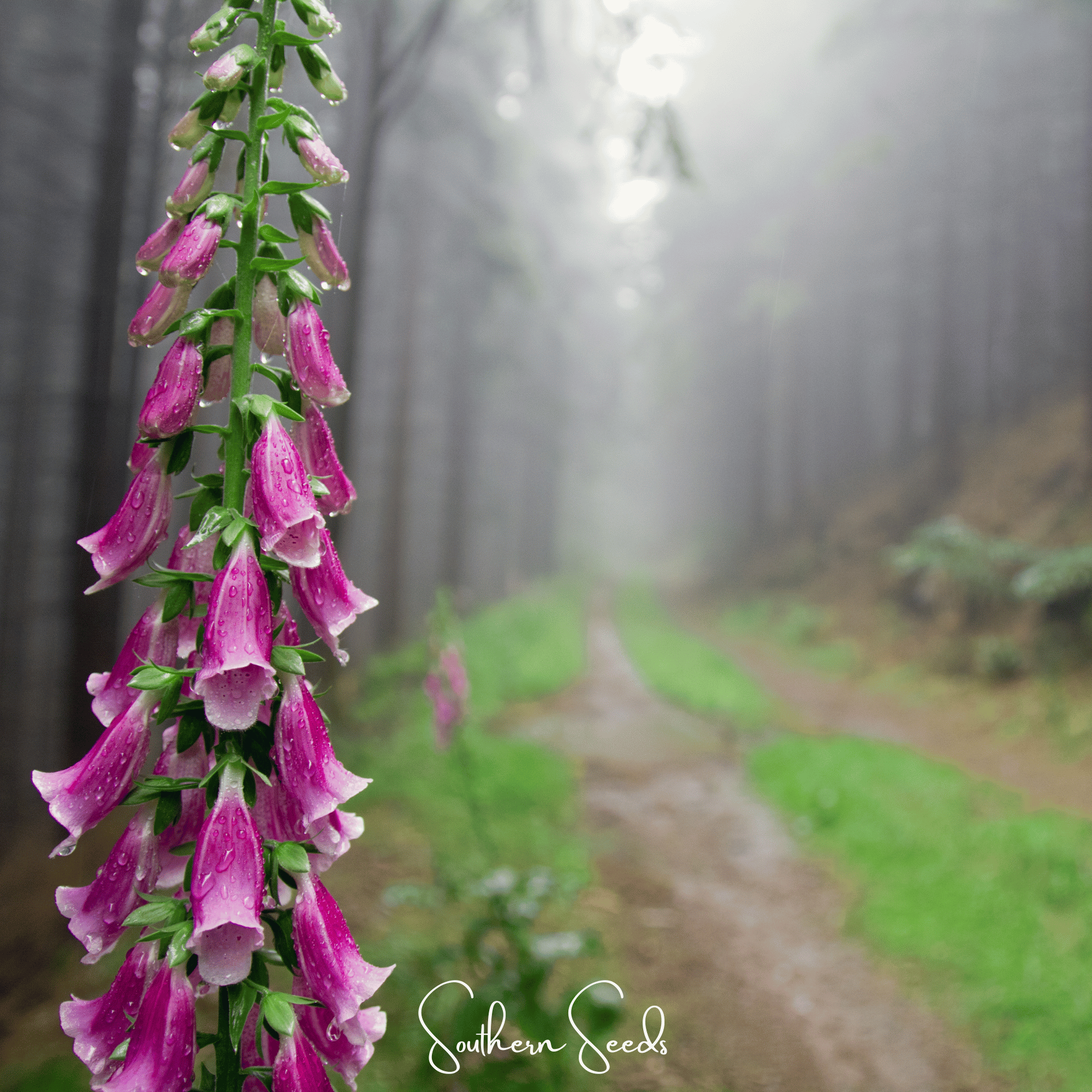 Foxy Foxglove Mix – 200 Seeds Southern Seeds