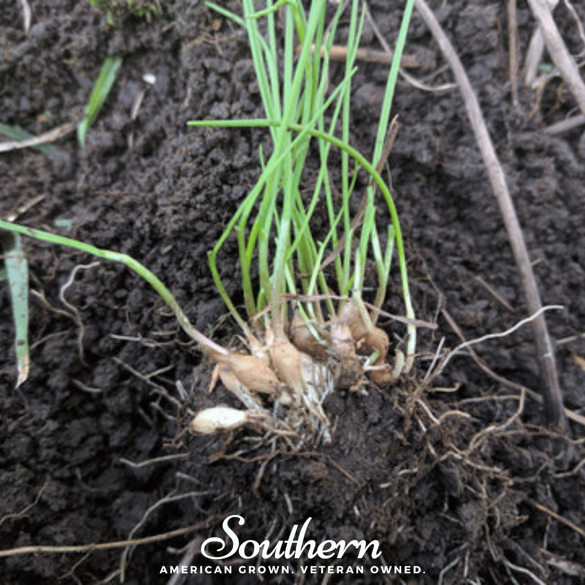 Wild Garlic – 25 Seeds Southern Seeds