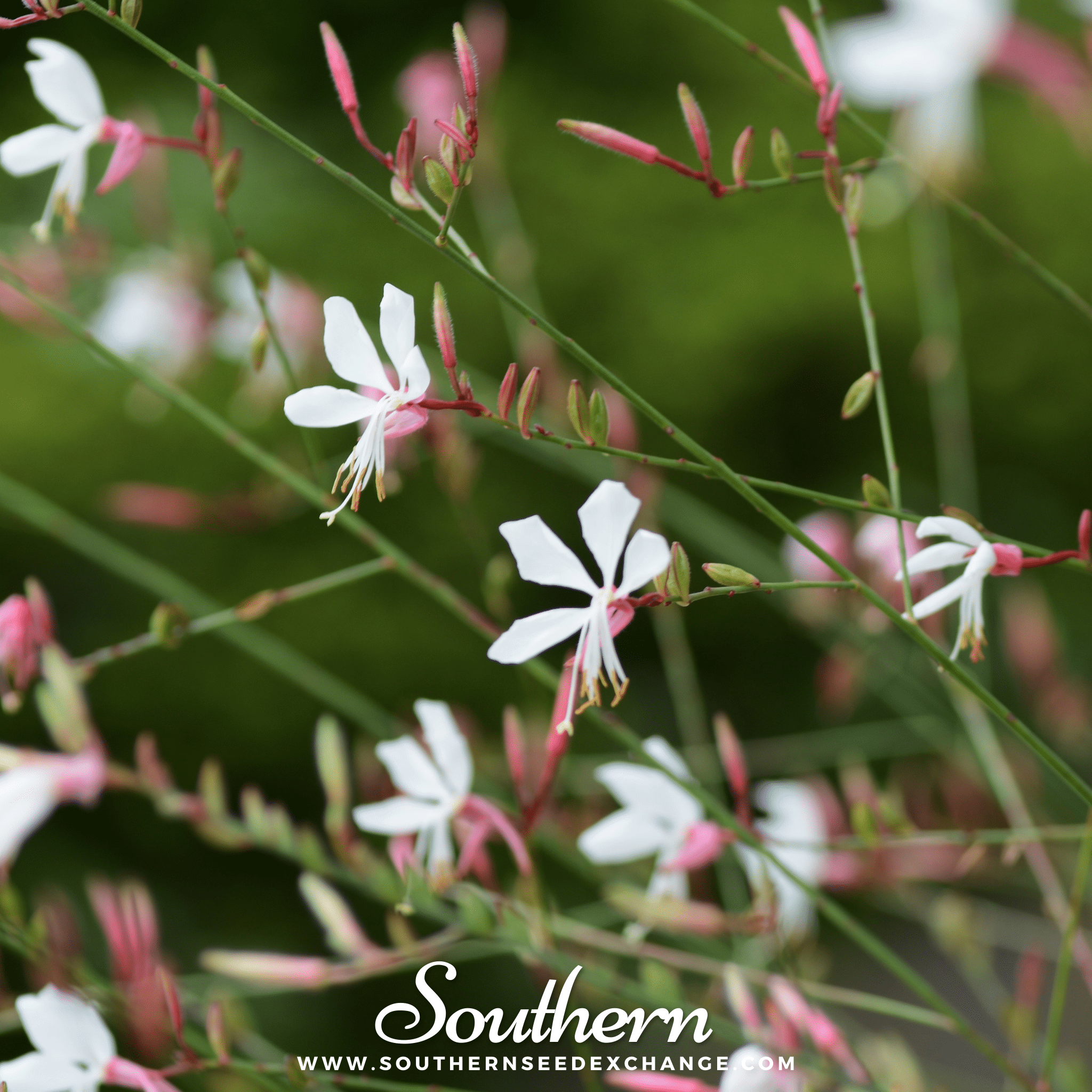Gaura – 50 Seeds Southern Seeds