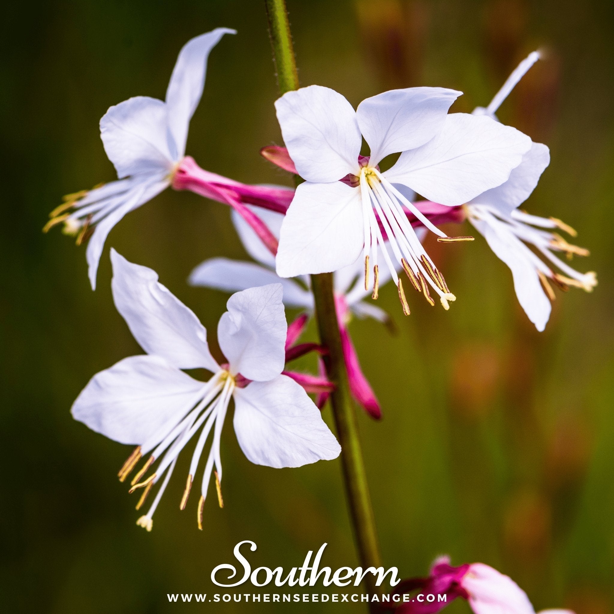 Gaura – 50 Seeds Southern Seeds