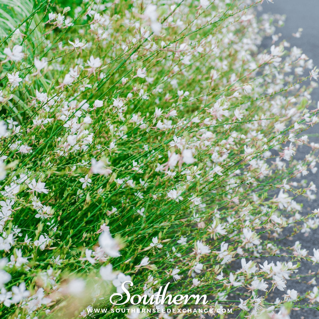 Gaura – 50 Seeds Southern Seeds