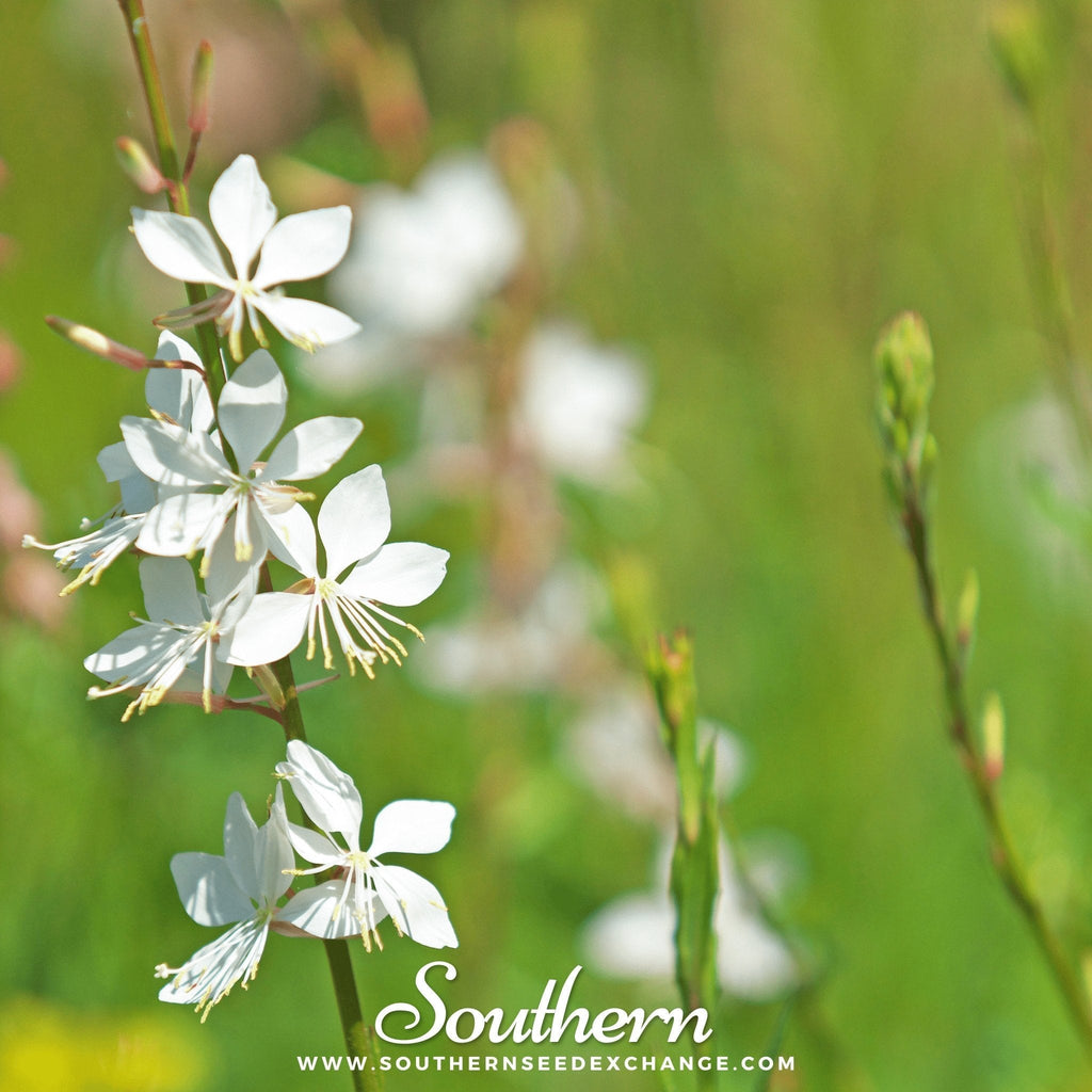Gaura – 50 Seeds Southern Seeds