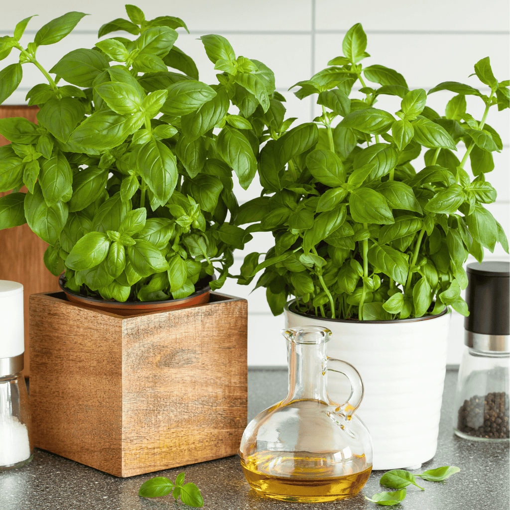 Genovese Basil – 250 Seeds Southern Seeds