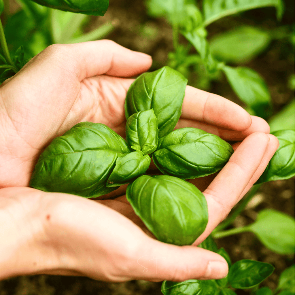 Genovese Basil – 250 Seeds Southern Seeds