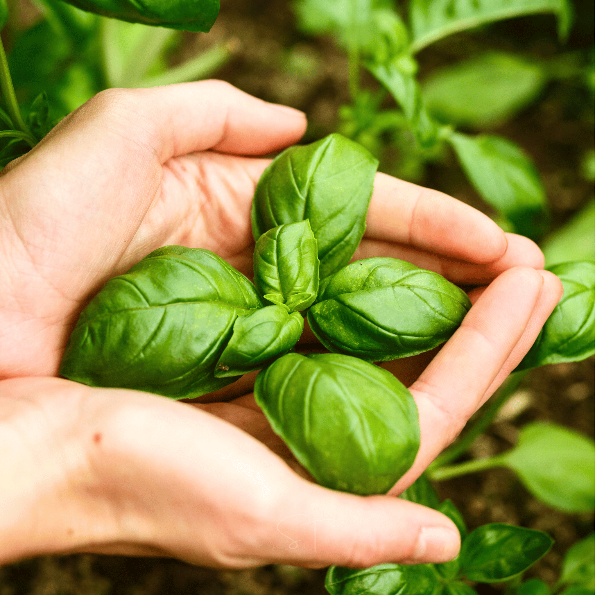 Genovese Basil – 250 Seeds Southern Seeds
