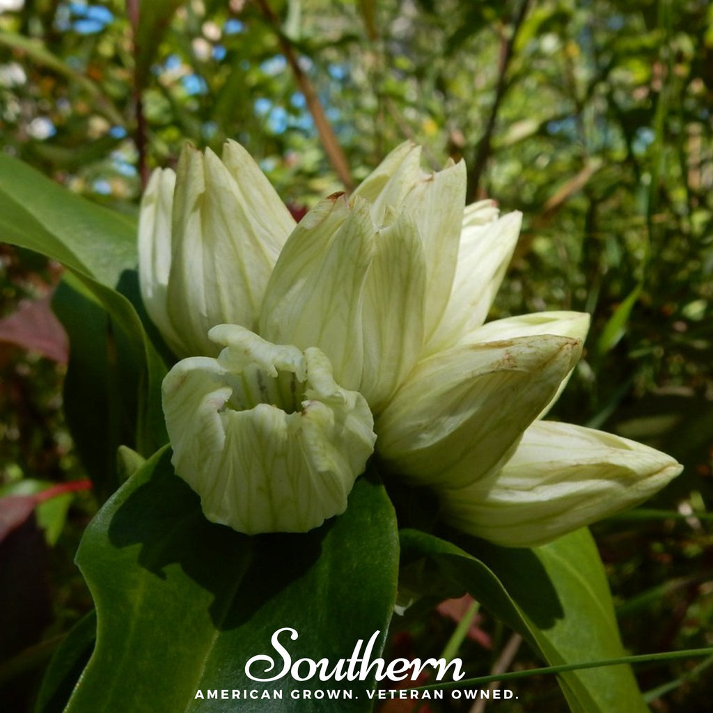 Cream Gentian – 50 Seeds Southern Seeds