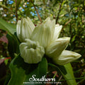 Cream Gentian – 50 Seeds Southern Seeds