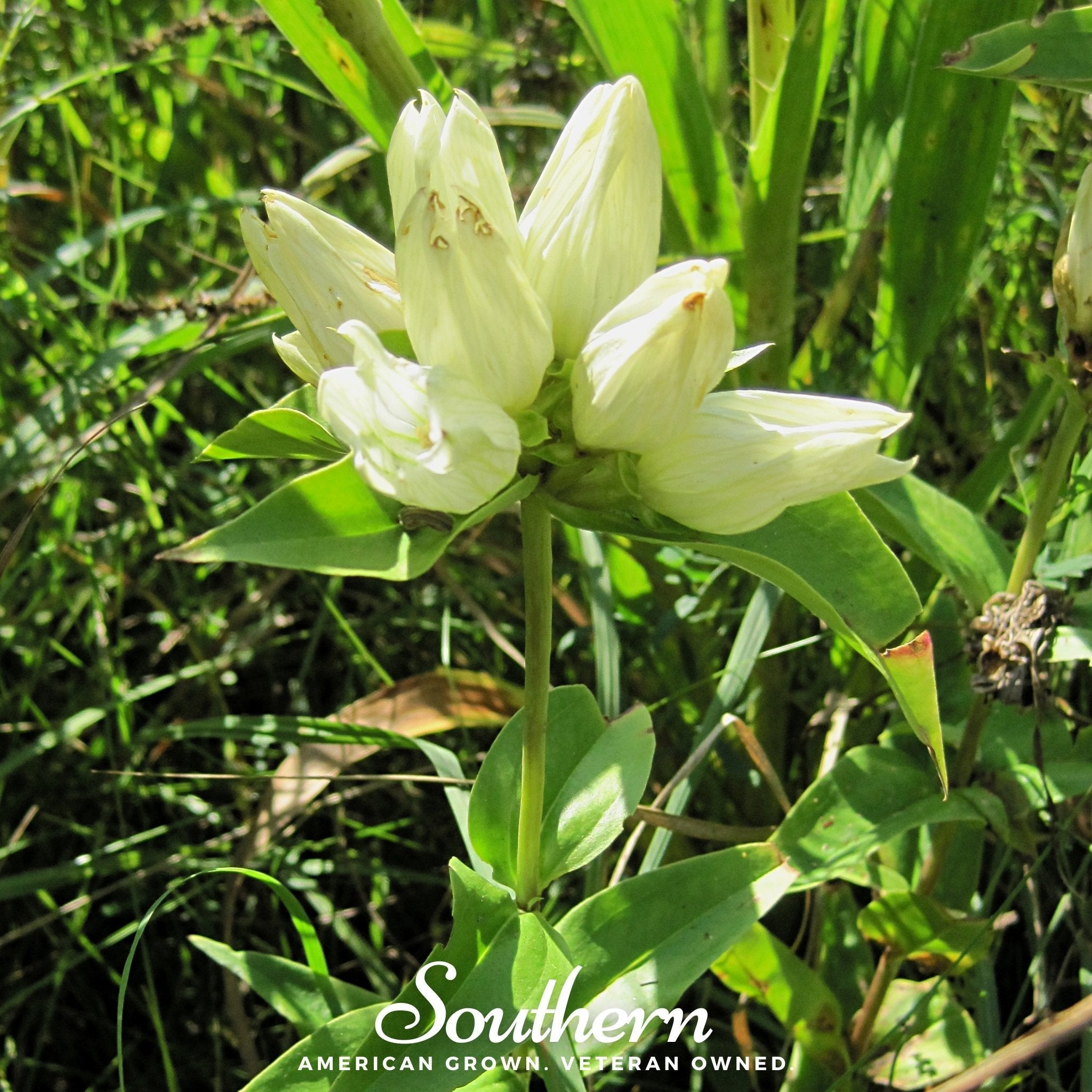 Cream Gentian – 50 Seeds Southern Seeds