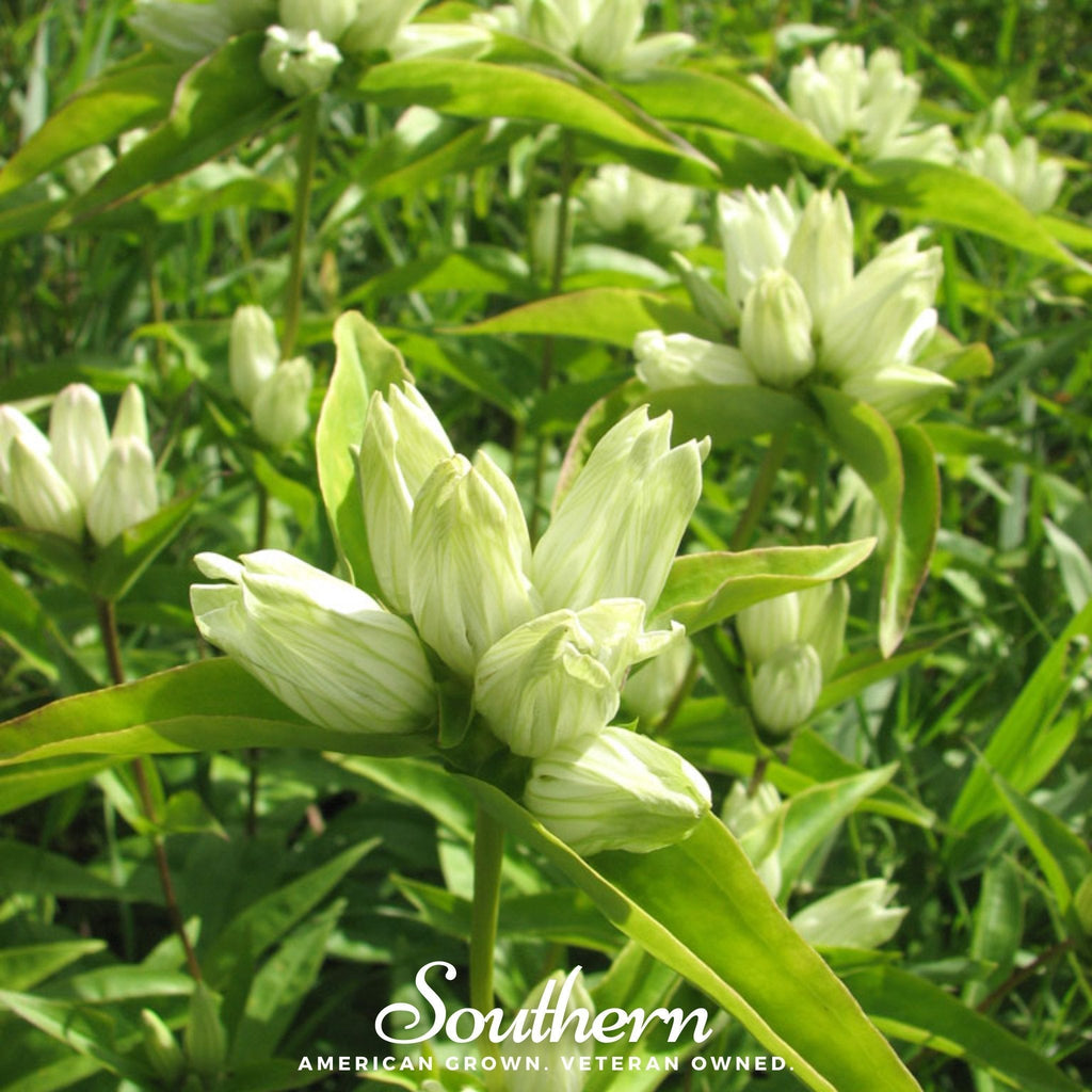 Cream Gentian – 50 Seeds Southern Seeds