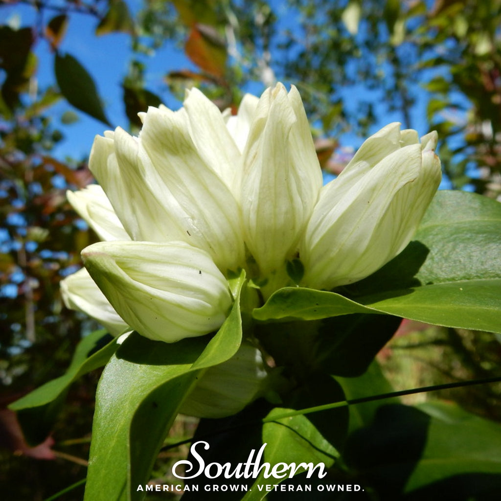Cream Gentian – 50 Seeds Southern Seeds