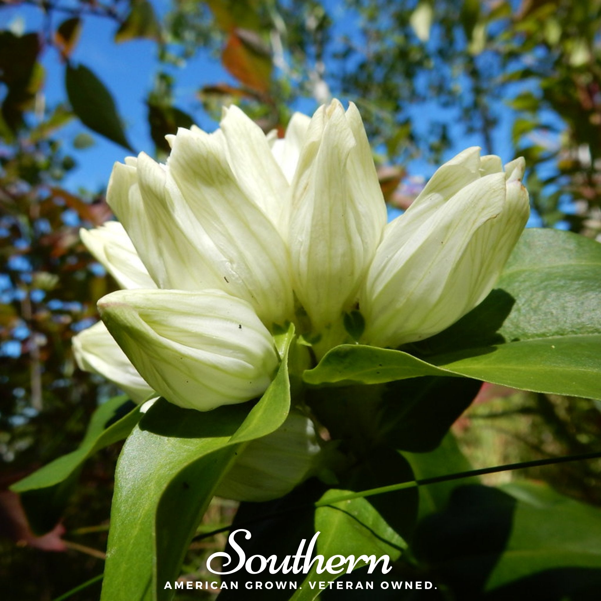 Cream Gentian – 50 Seeds Southern Seeds