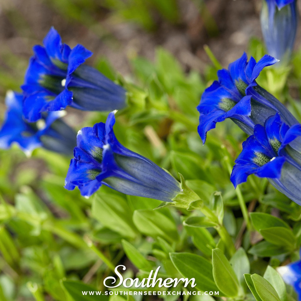 Stemless Gentian – 50 Seeds Southern Seeds
