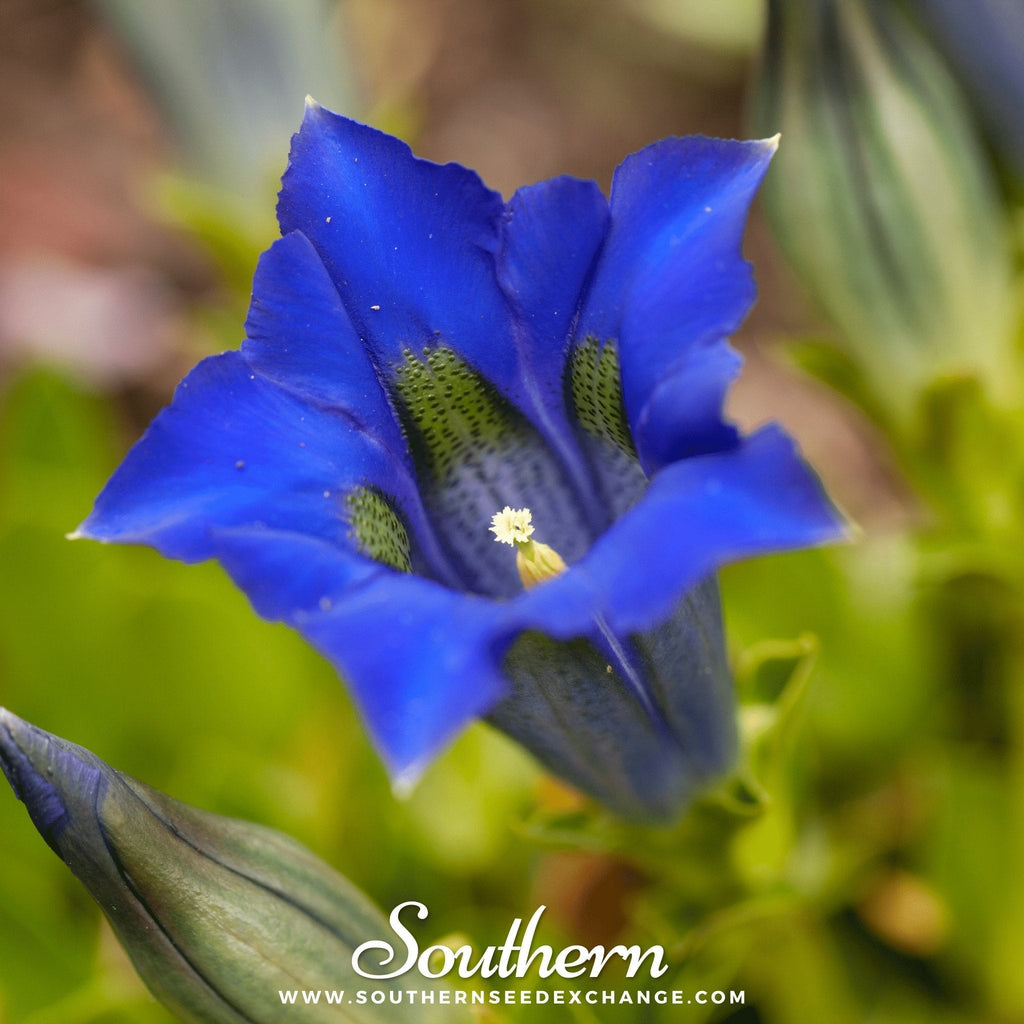 Stemless Gentian – 50 Seeds Southern Seeds