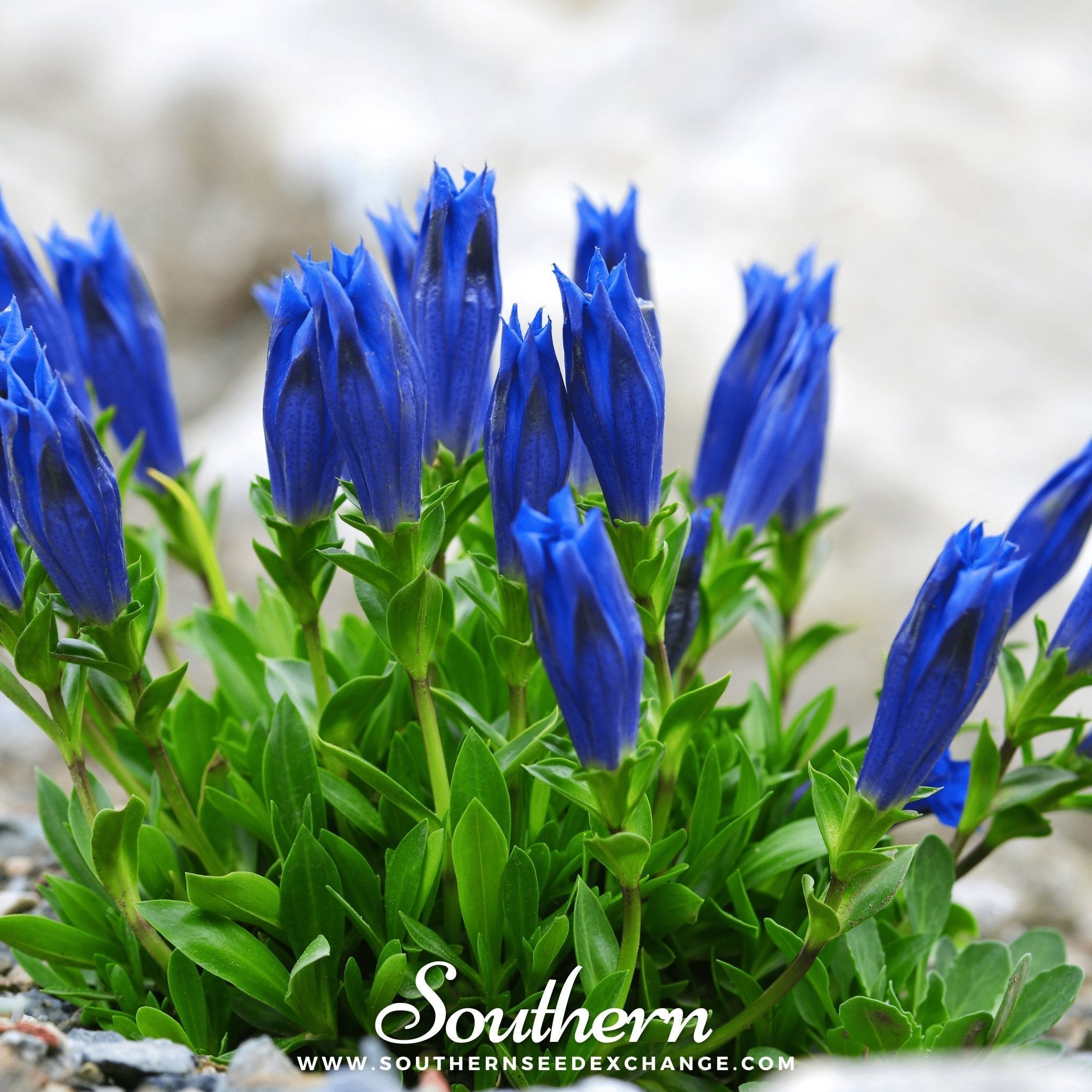 Stemless Gentian – 50 Seeds Southern Seeds