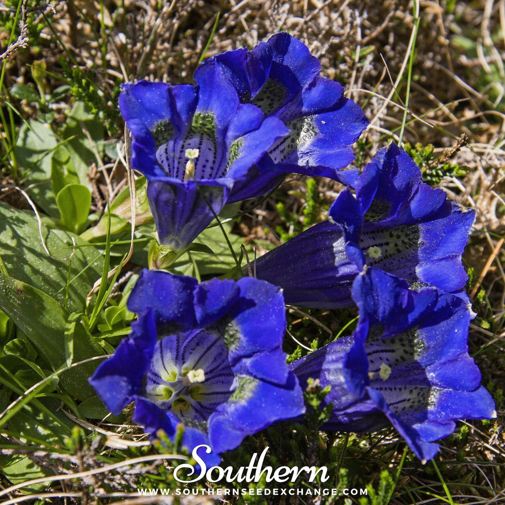 Stemless Gentian – 50 Seeds Southern Seeds