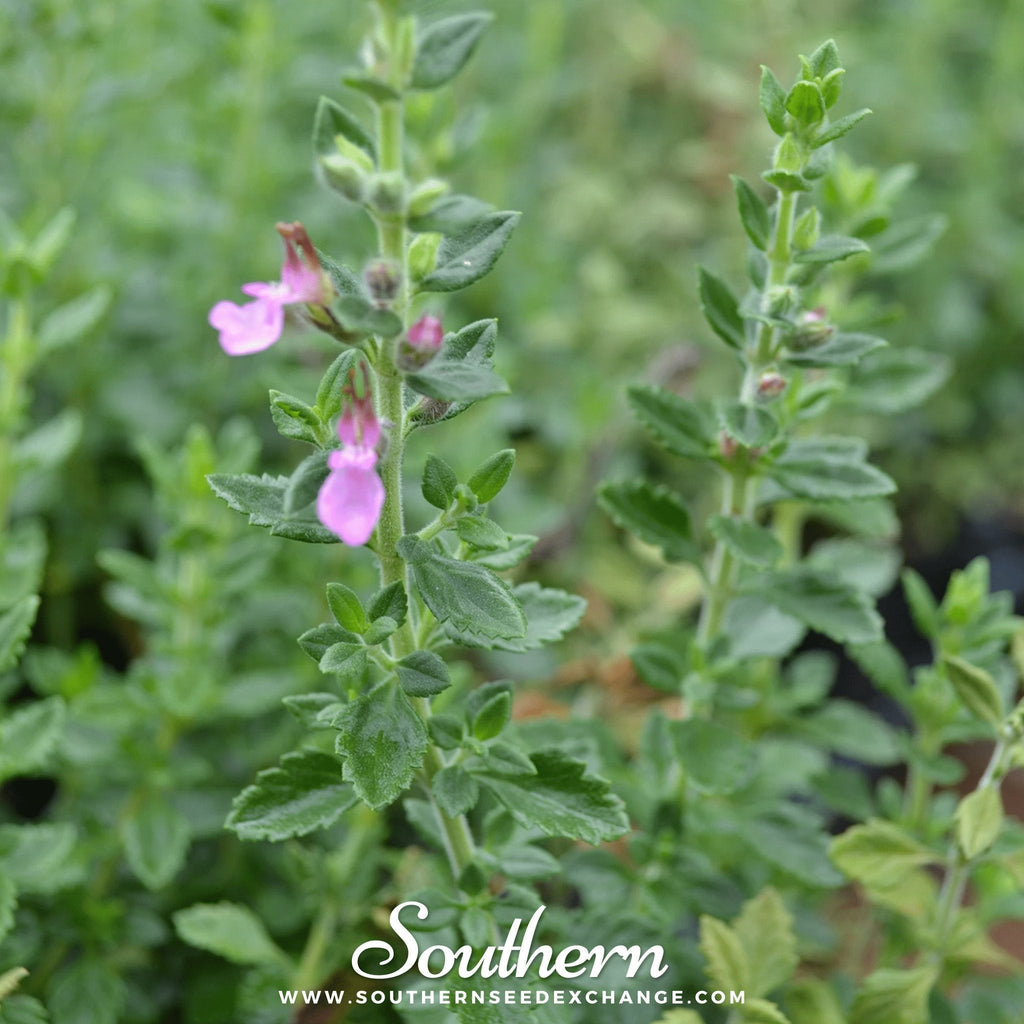 Wall Germander – 25 Seeds Southern Seeds