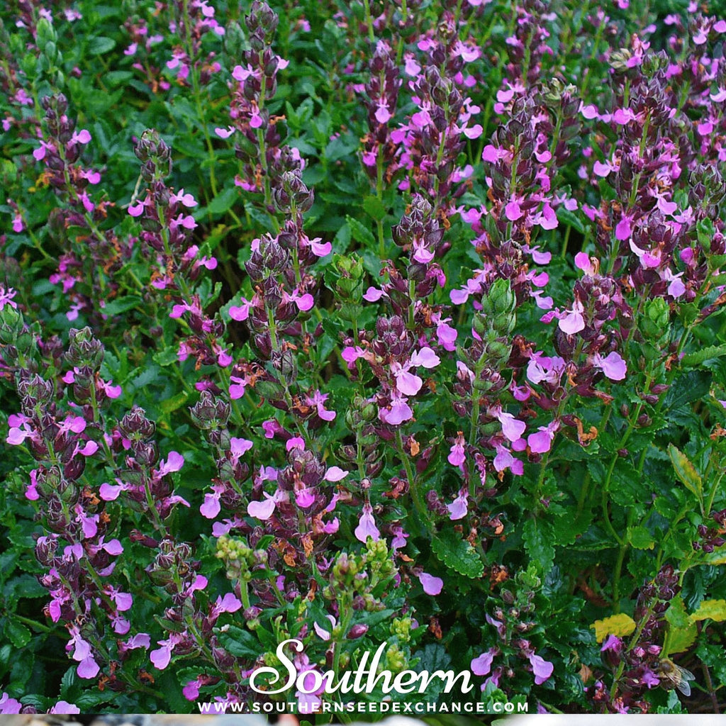 Wall Germander – 25 Seeds Southern Seeds