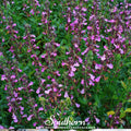 Wall Germander – 25 Seeds Southern Seeds