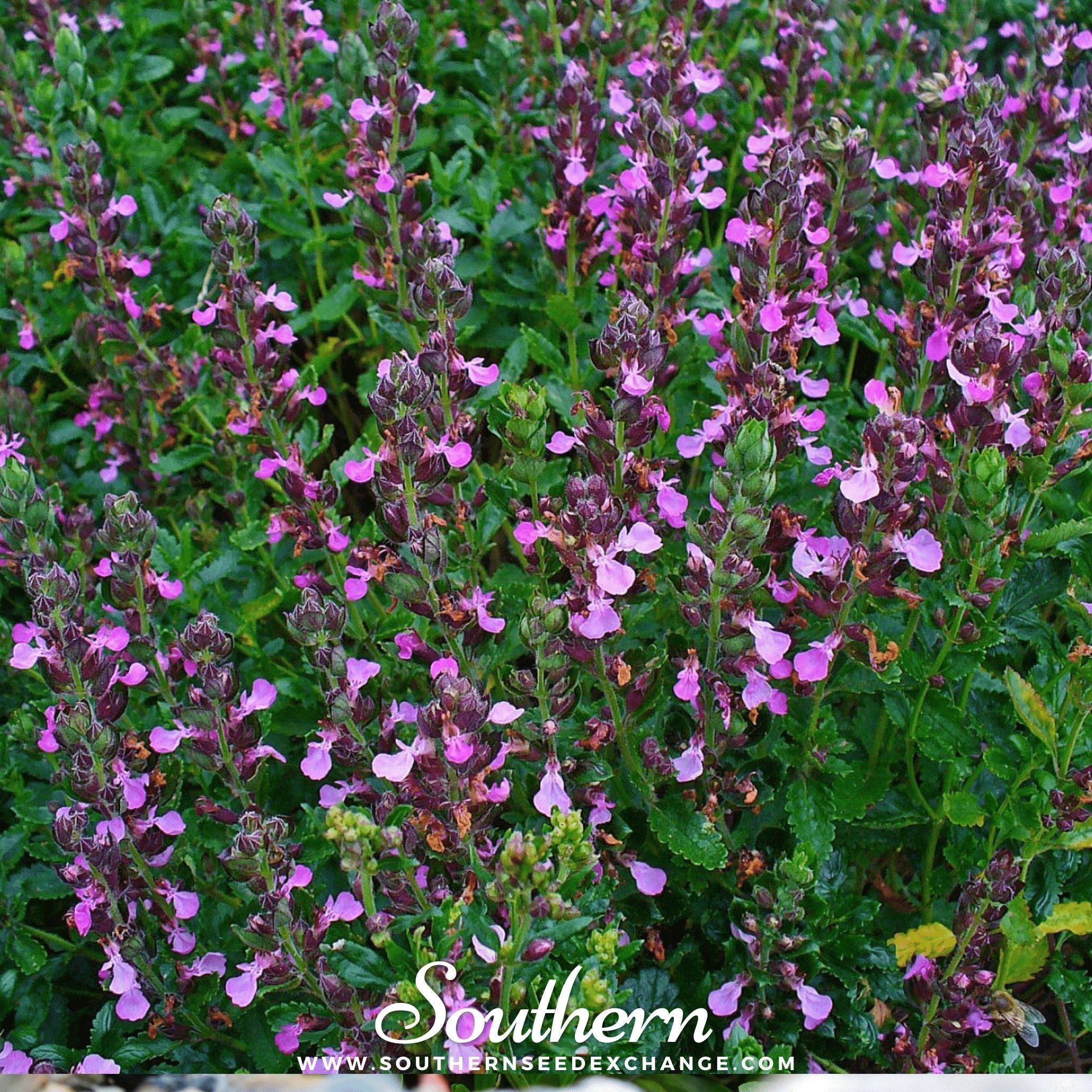 Wall Germander – 25 Seeds Southern Seeds