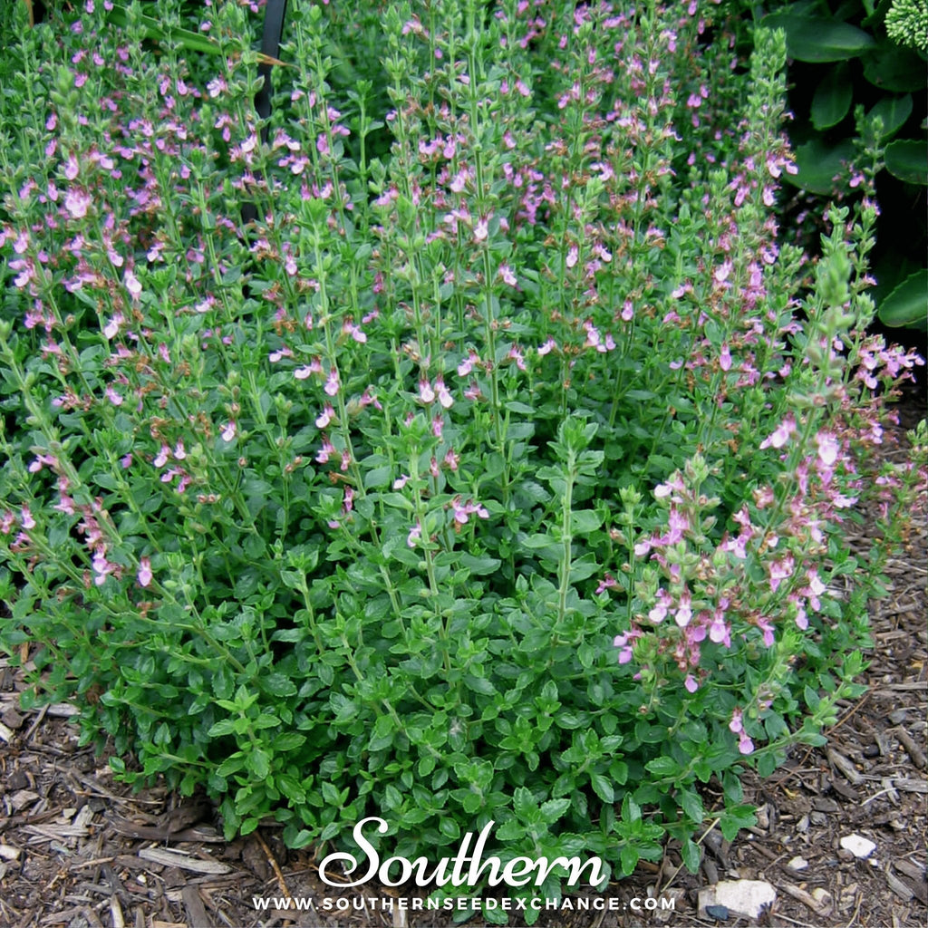 Wall Germander – 25 Seeds Southern Seeds