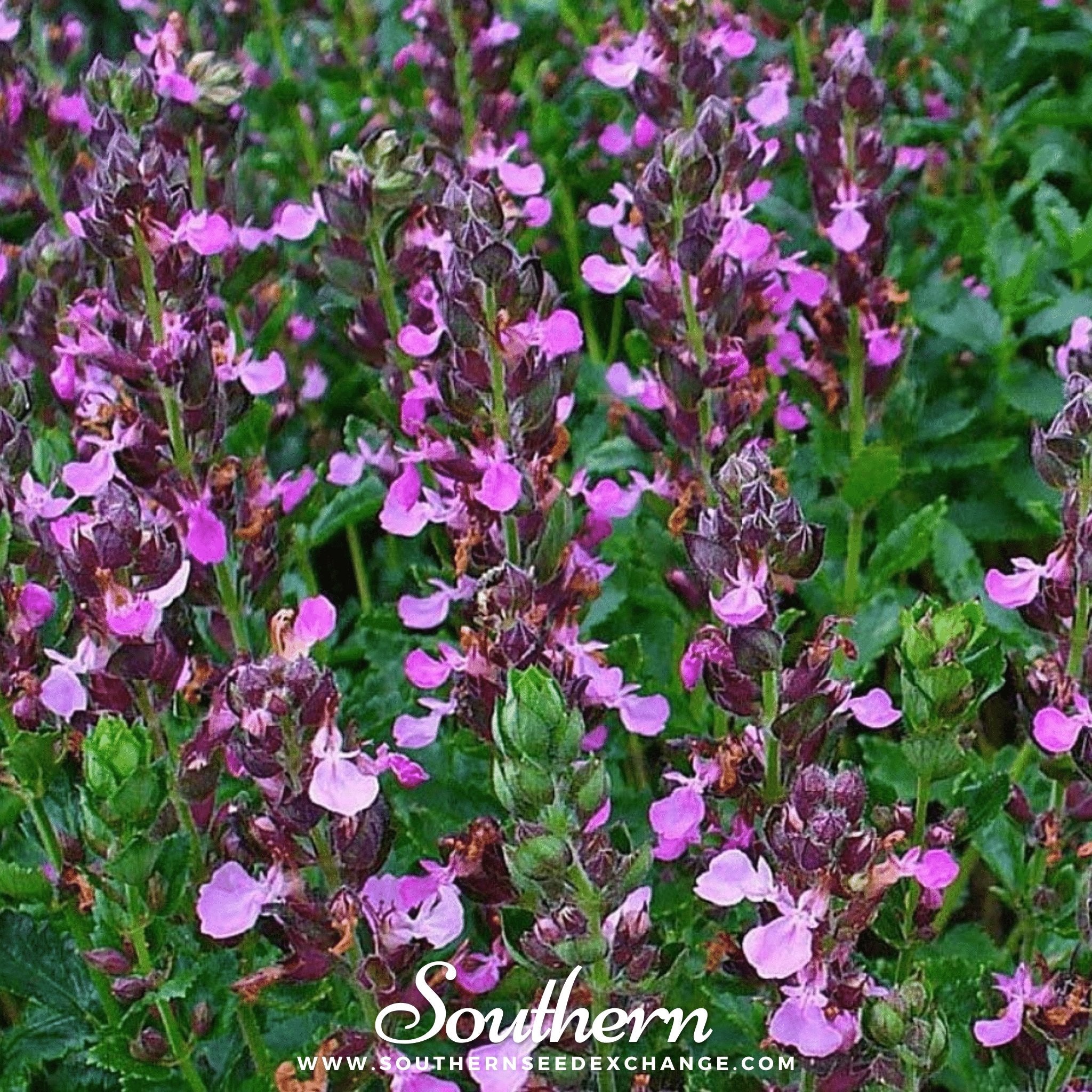 Wall Germander – 25 Seeds Southern Seeds