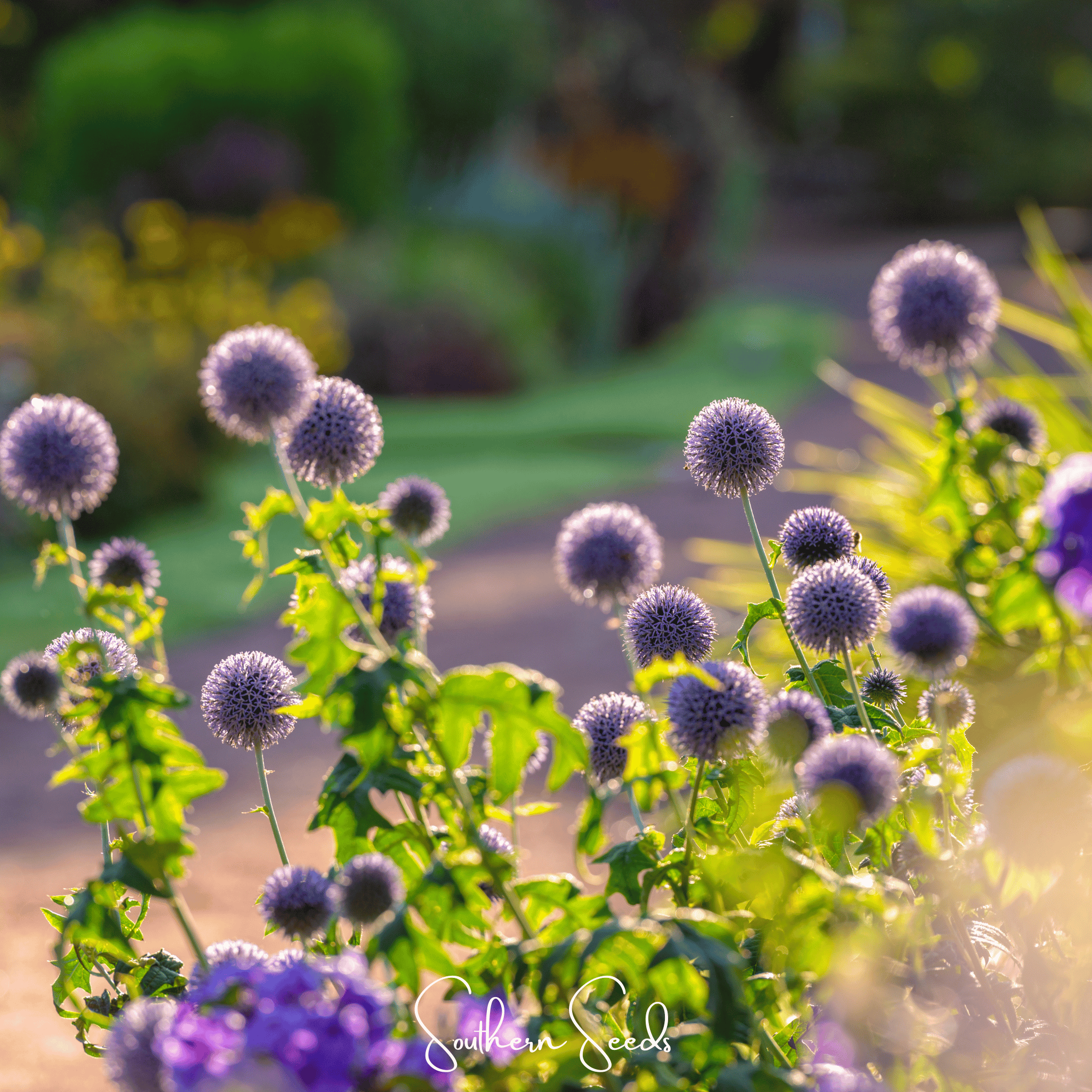 Southern Globe Thistle – 25 Seeds Southern Seeds