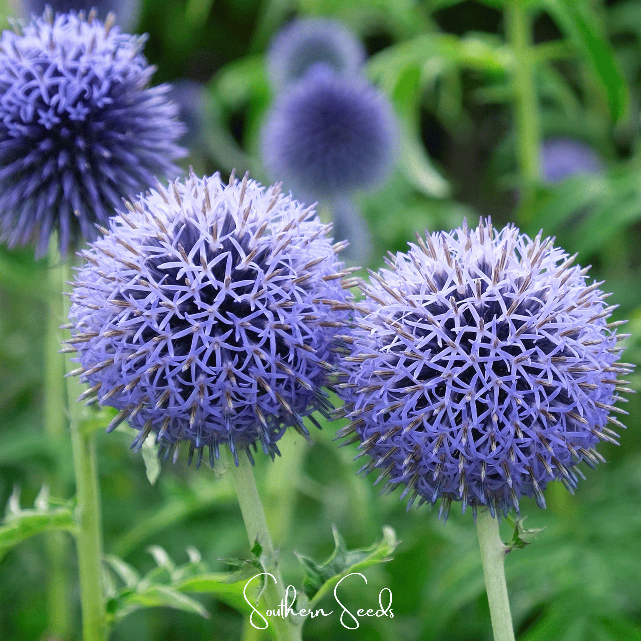 Southern Globe Thistle – 25 Seeds Southern Seeds