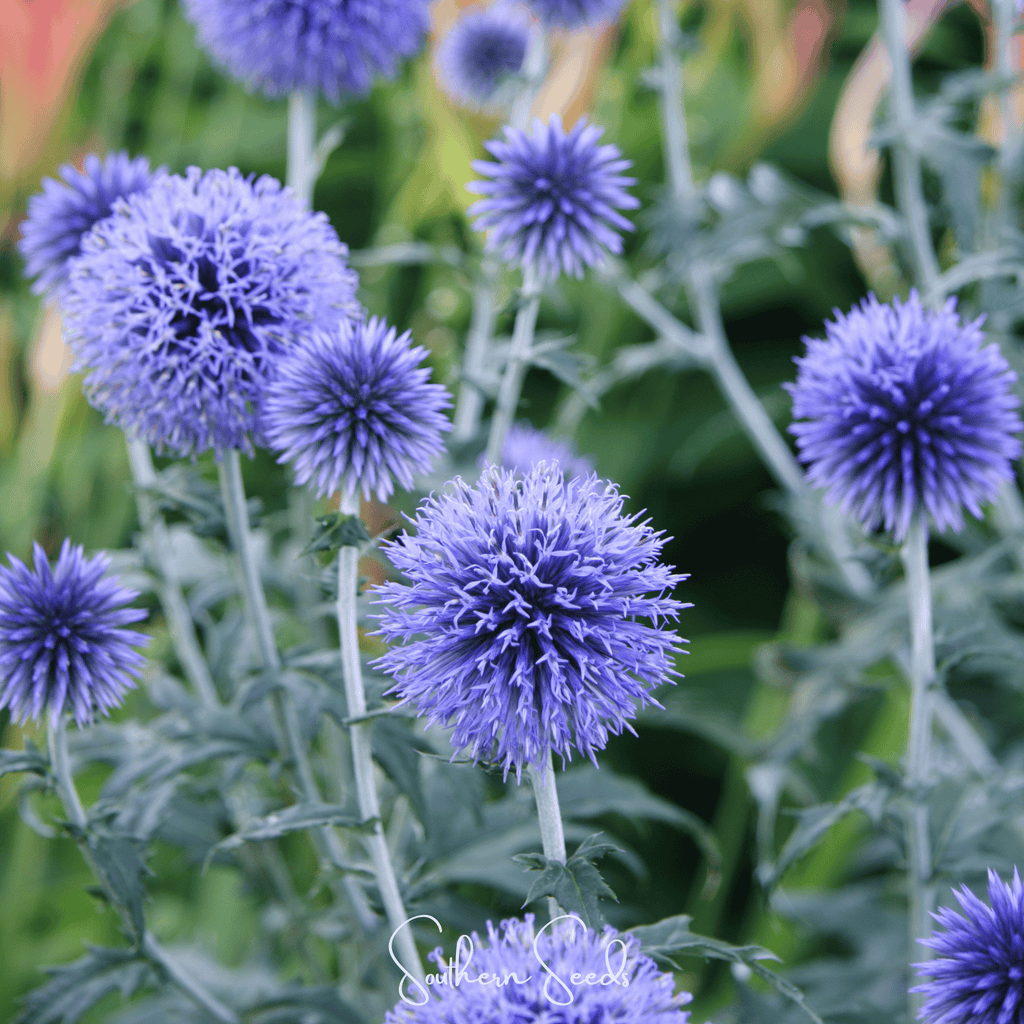 Southern Globe Thistle – 25 Seeds Southern Seeds