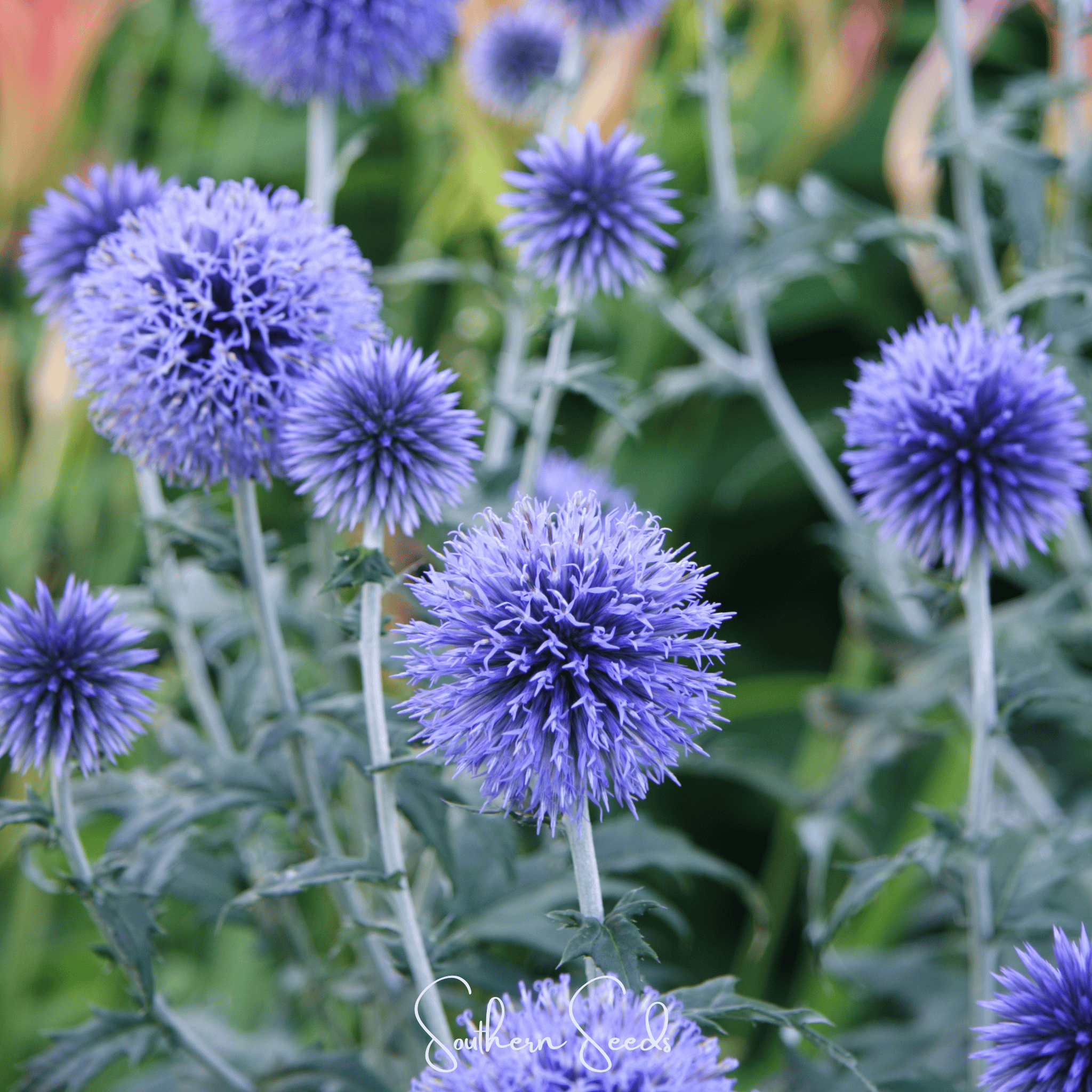 Southern Globe Thistle – 25 Seeds Southern Seeds