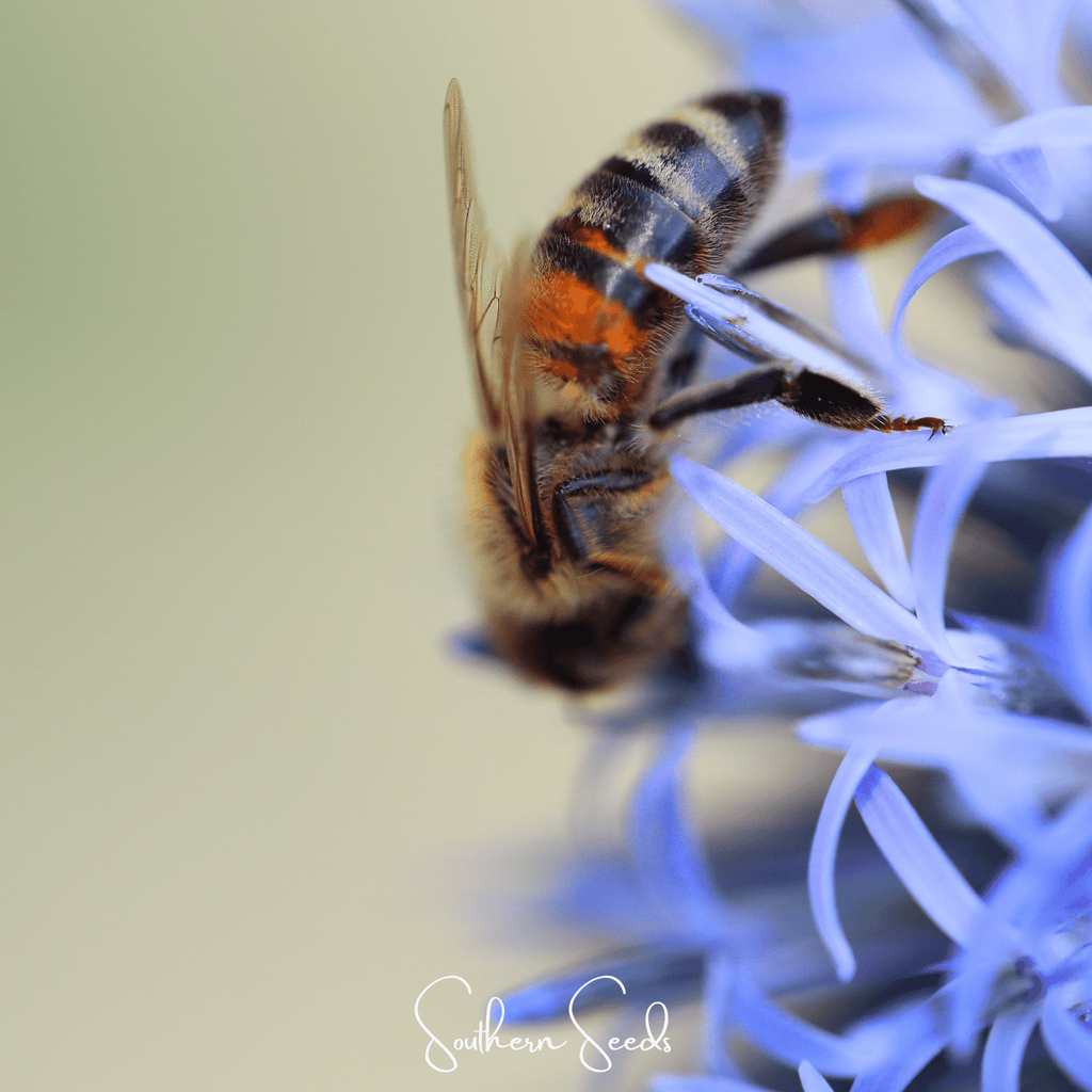 Southern Globe Thistle – 25 Seeds Southern Seeds