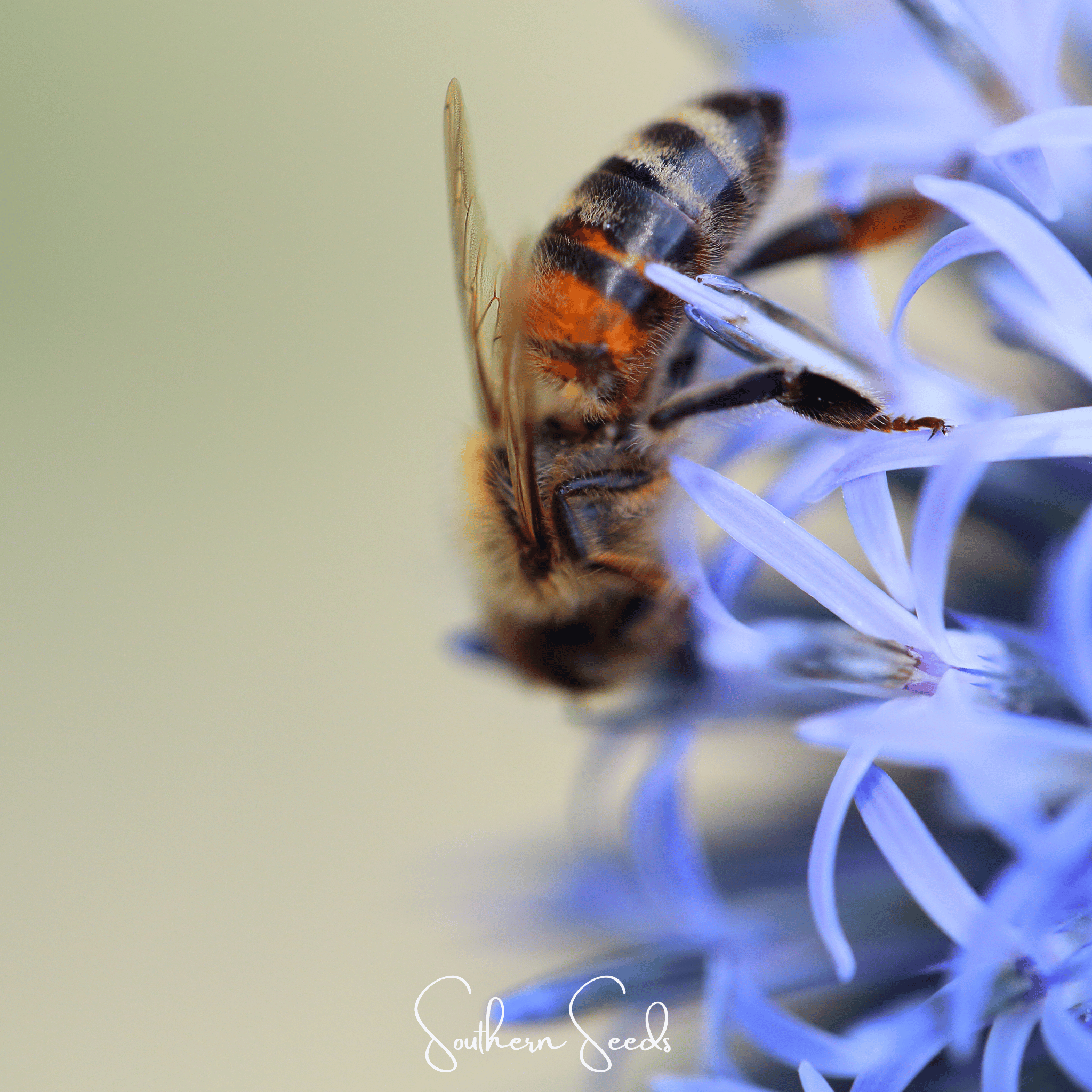 Southern Globe Thistle – 25 Seeds Southern Seeds