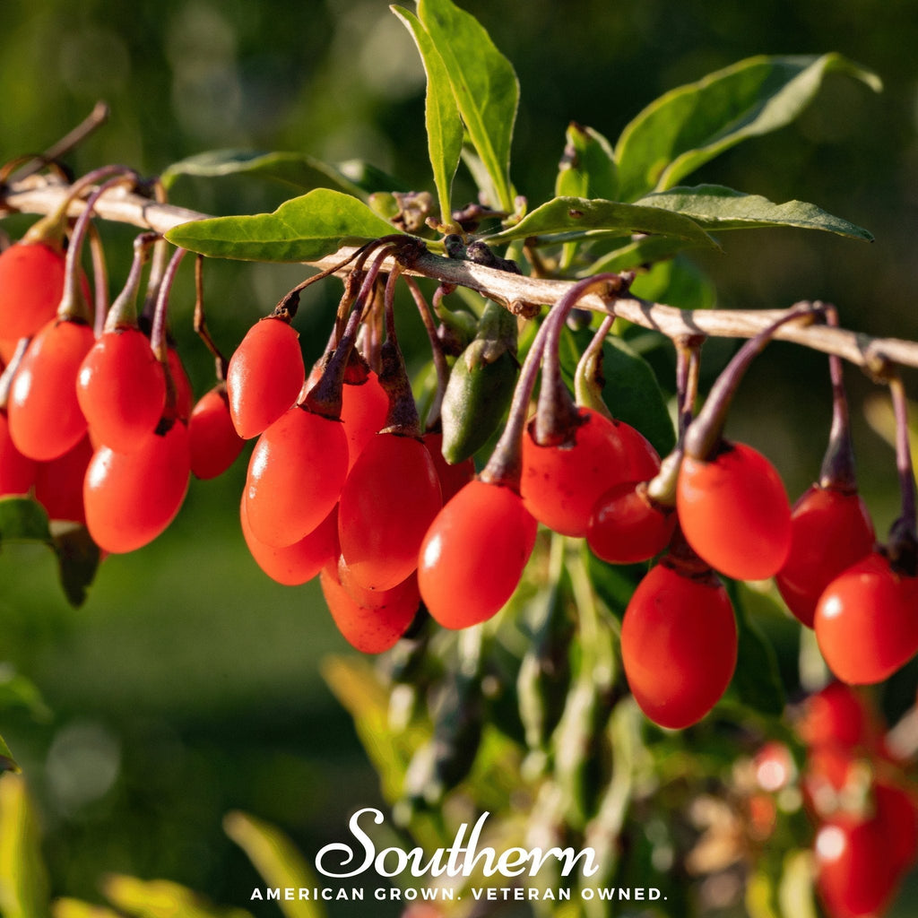 Goji Berry – 50 Seeds Southern Seeds