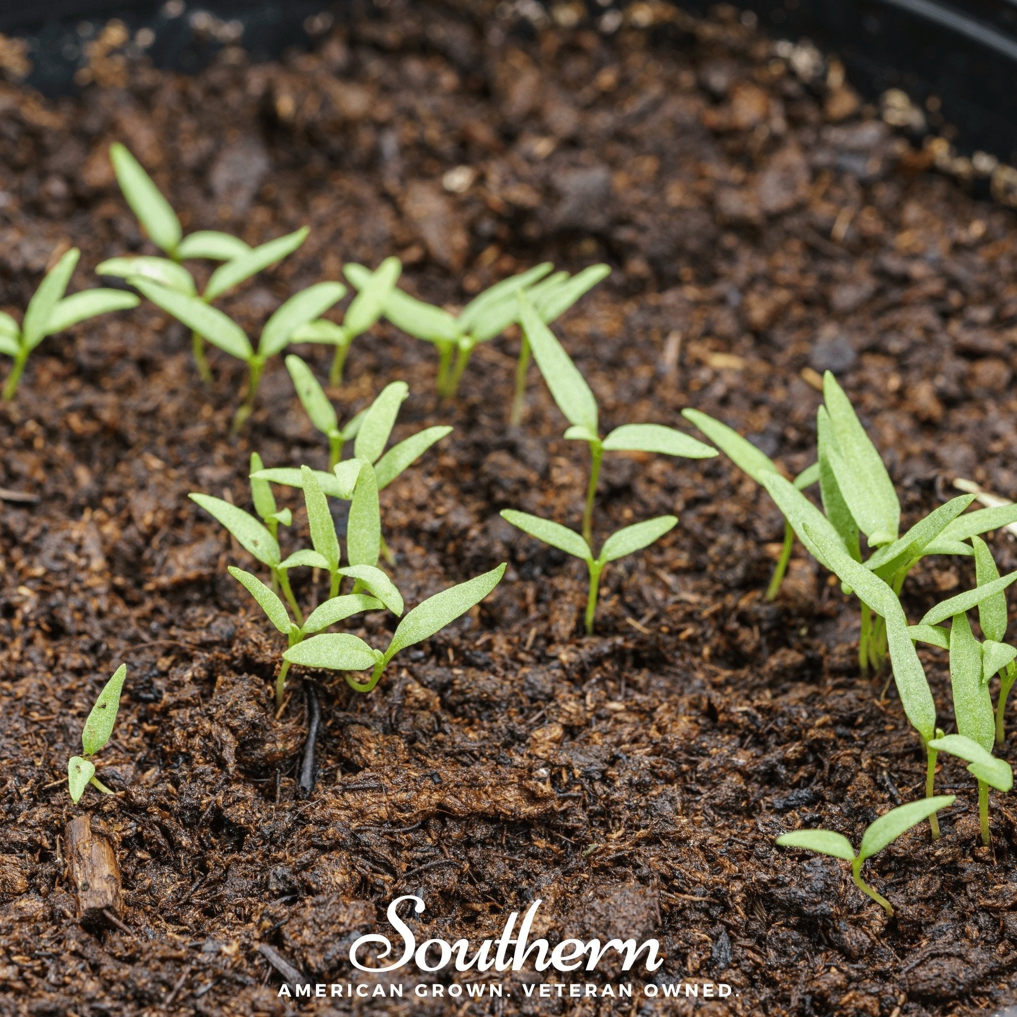 Goji Berry – 50 Seeds Southern Seeds