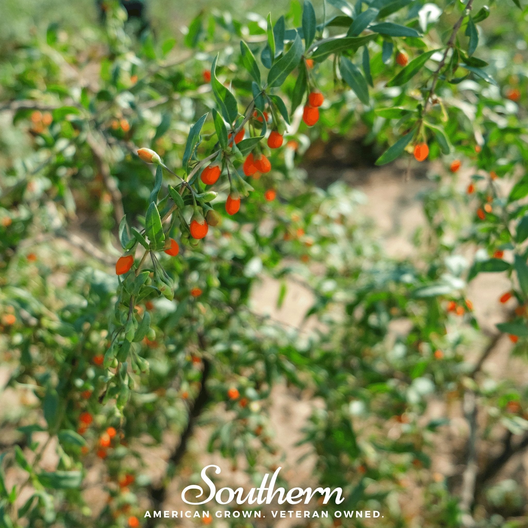 Goji Berry – 50 Seeds Southern Seeds
