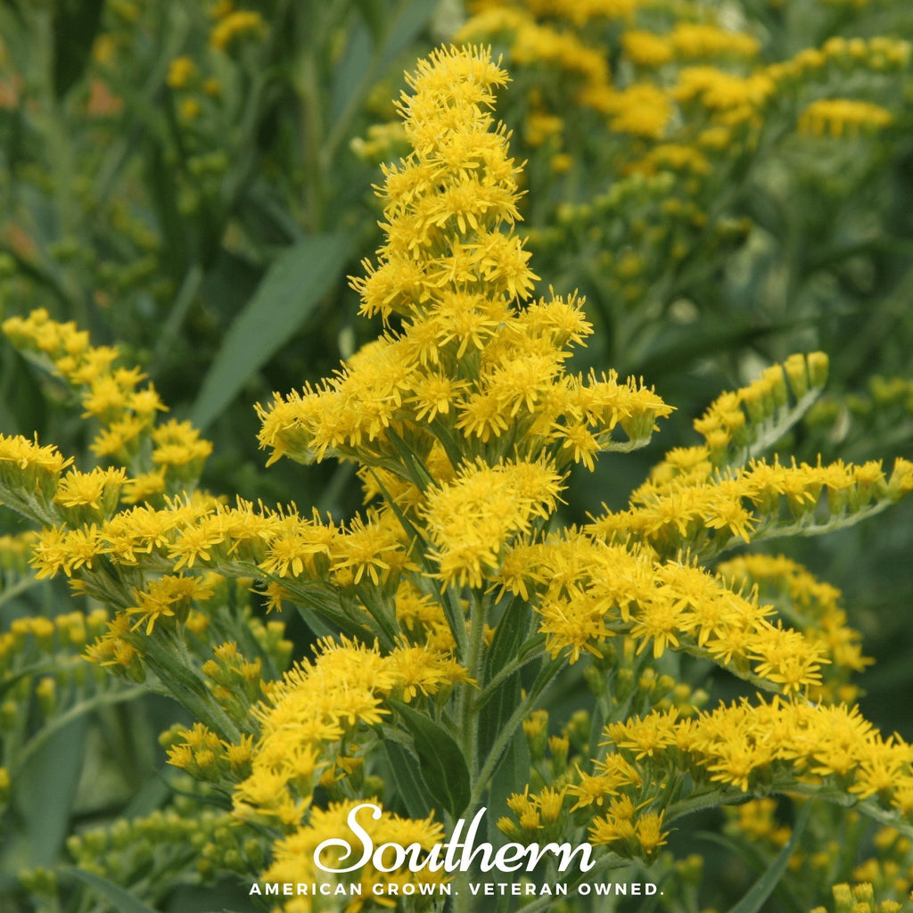 Ohio Goldenrod – 100 Seeds Southern Seeds