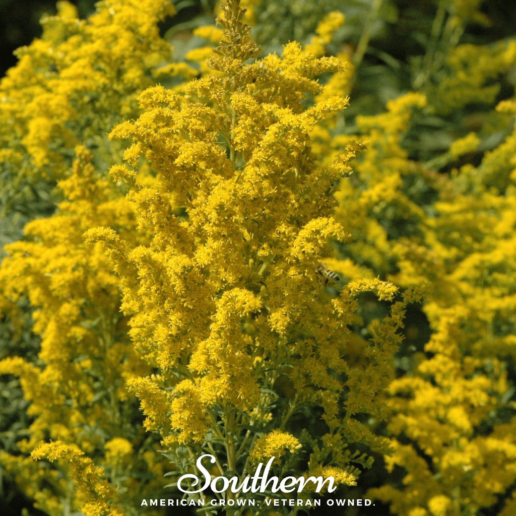 Ohio Goldenrod – 100 Seeds Southern Seeds