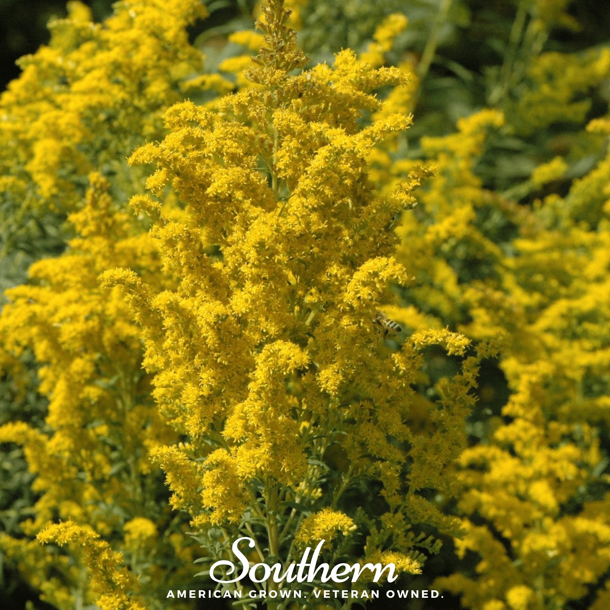 Ohio Goldenrod – 100 Seeds Southern Seeds