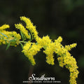 Ohio Goldenrod – 100 Seeds Southern Seeds