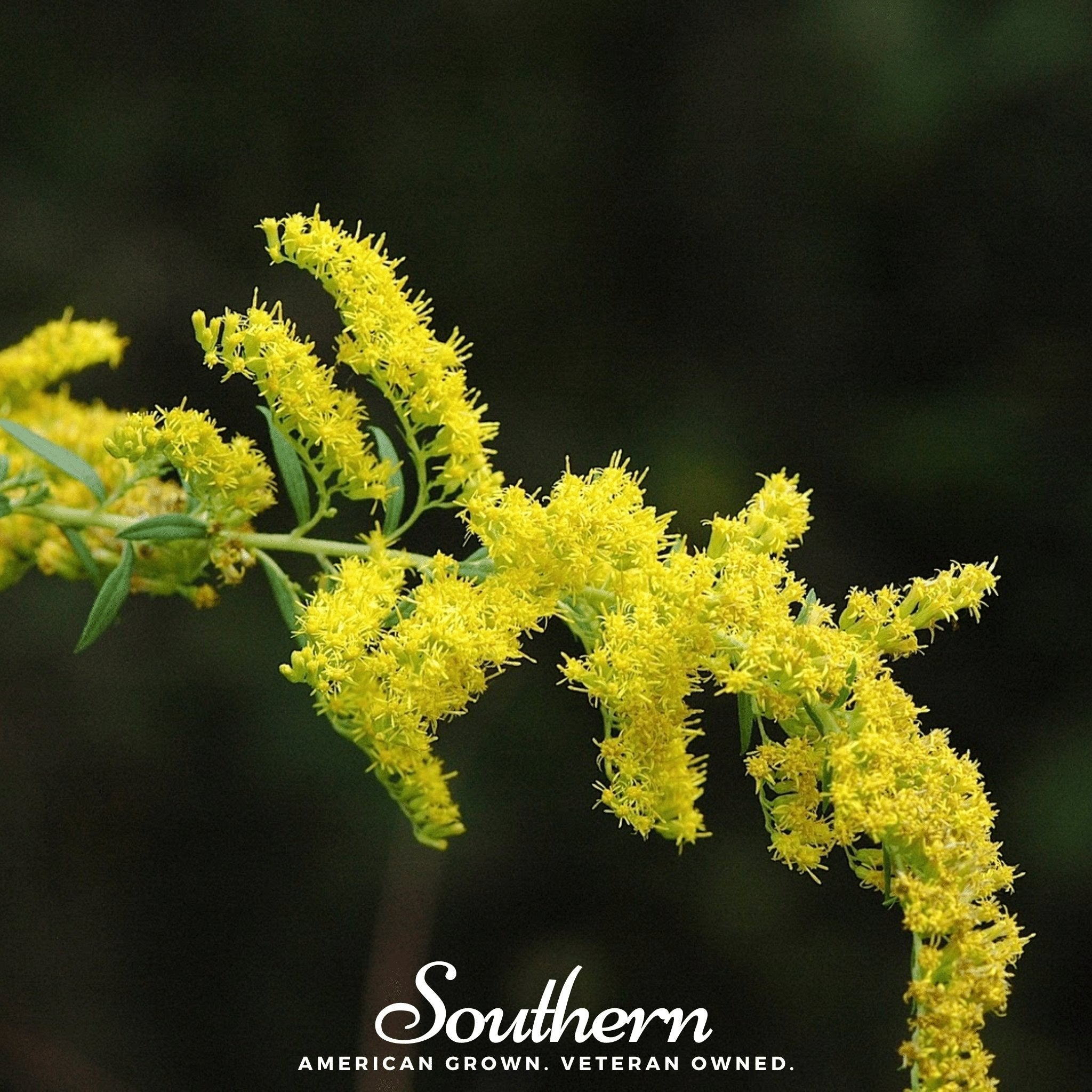 Ohio Goldenrod – 100 Seeds Southern Seeds