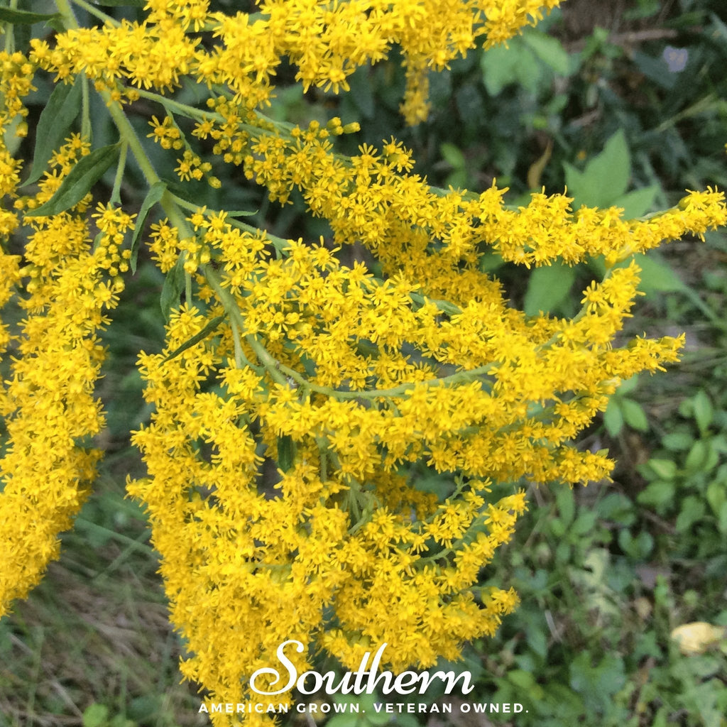 Ohio Goldenrod – 100 Seeds Southern Seeds