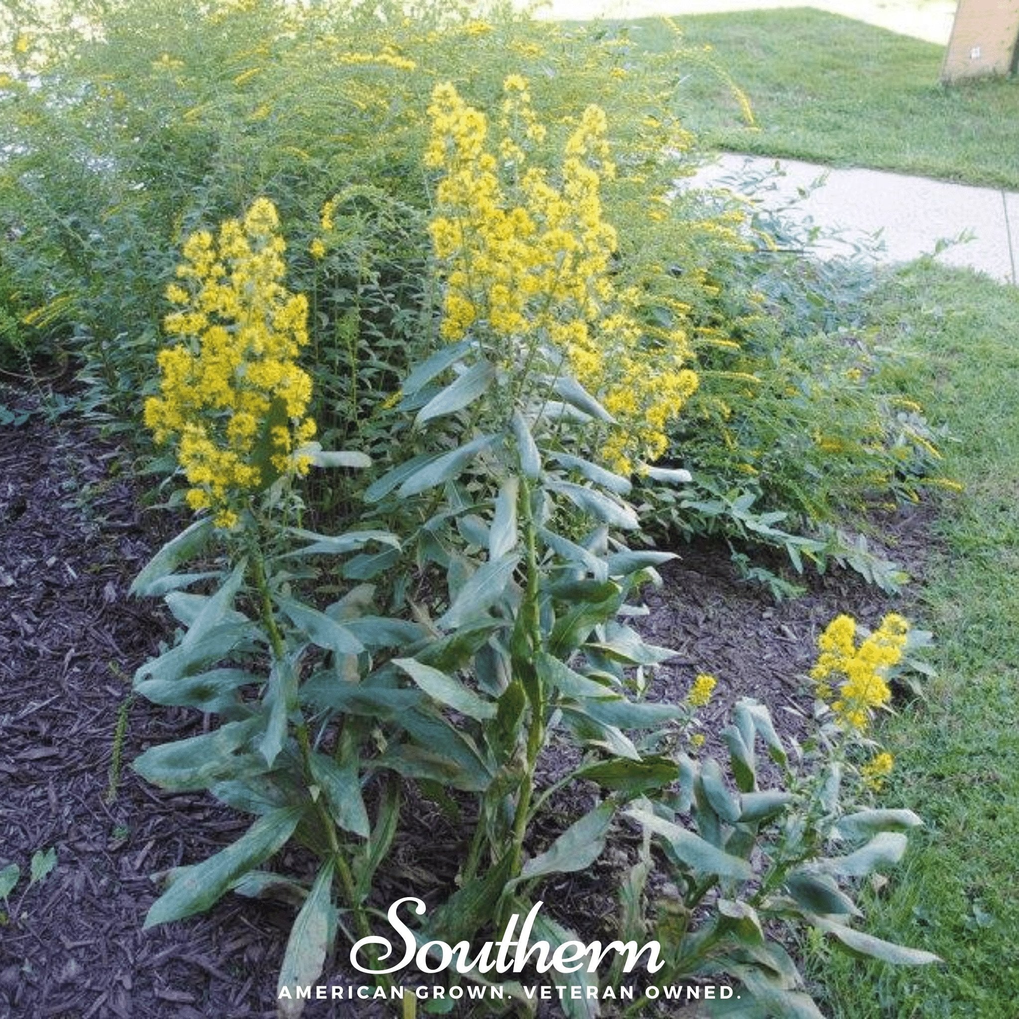 Showy Goldenrod – 100 Seeds Southern Seeds