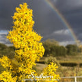 Showy Goldenrod – 100 Seeds Southern Seeds