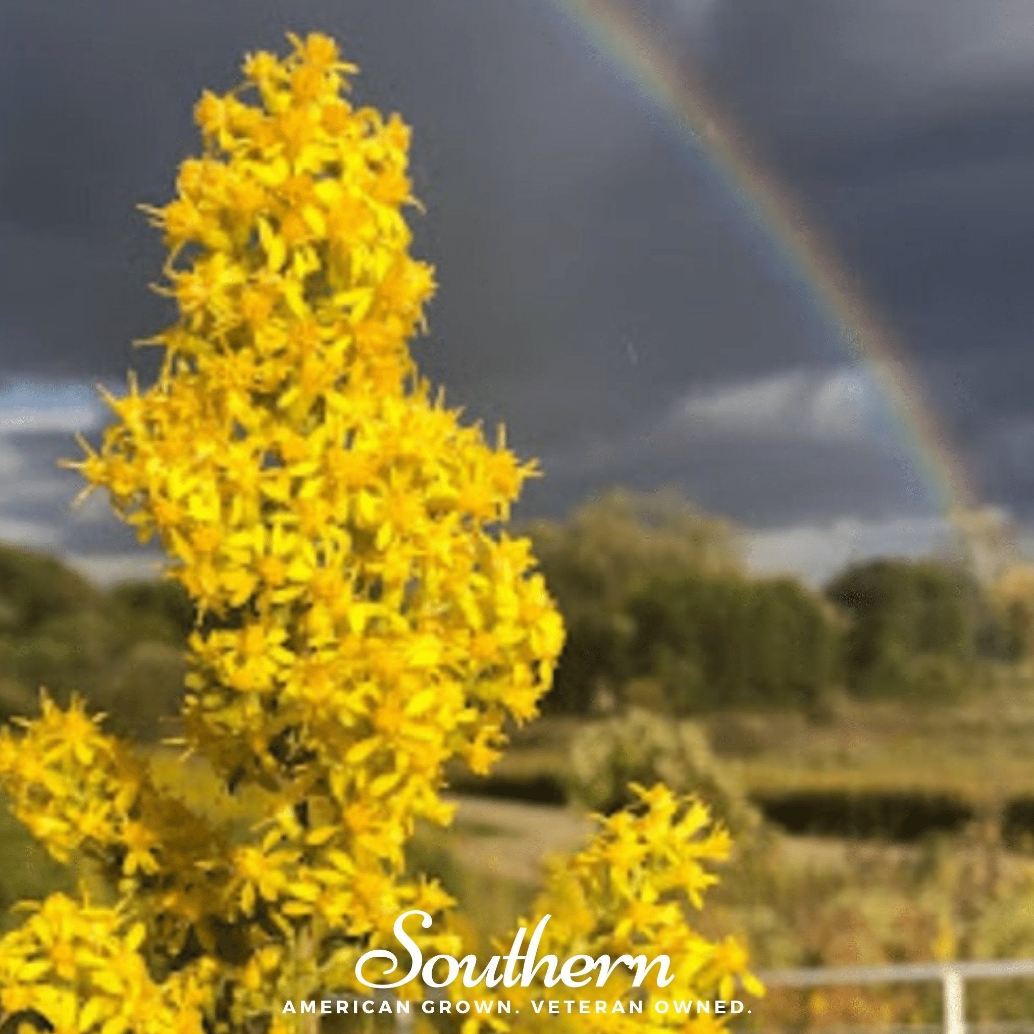 Showy Goldenrod – 100 Seeds Southern Seeds