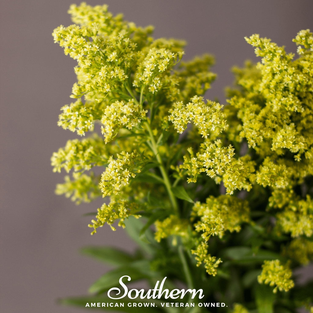 Showy Goldenrod – 100 Seeds Southern Seeds