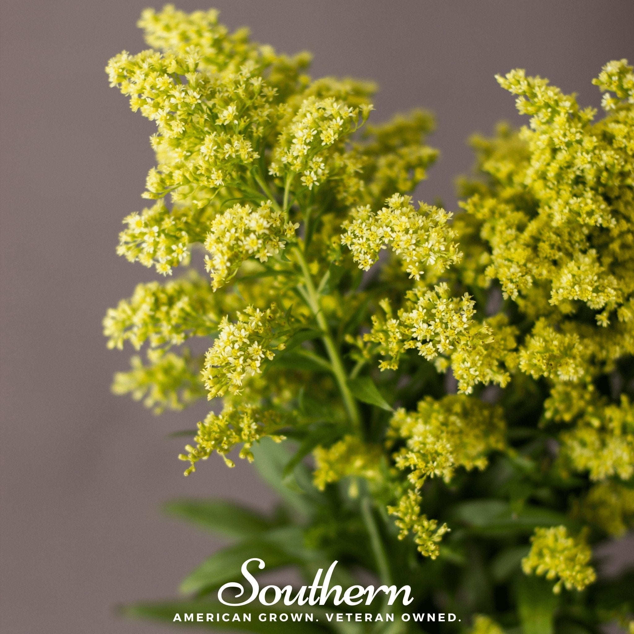Showy Goldenrod – 100 Seeds Southern Seeds
