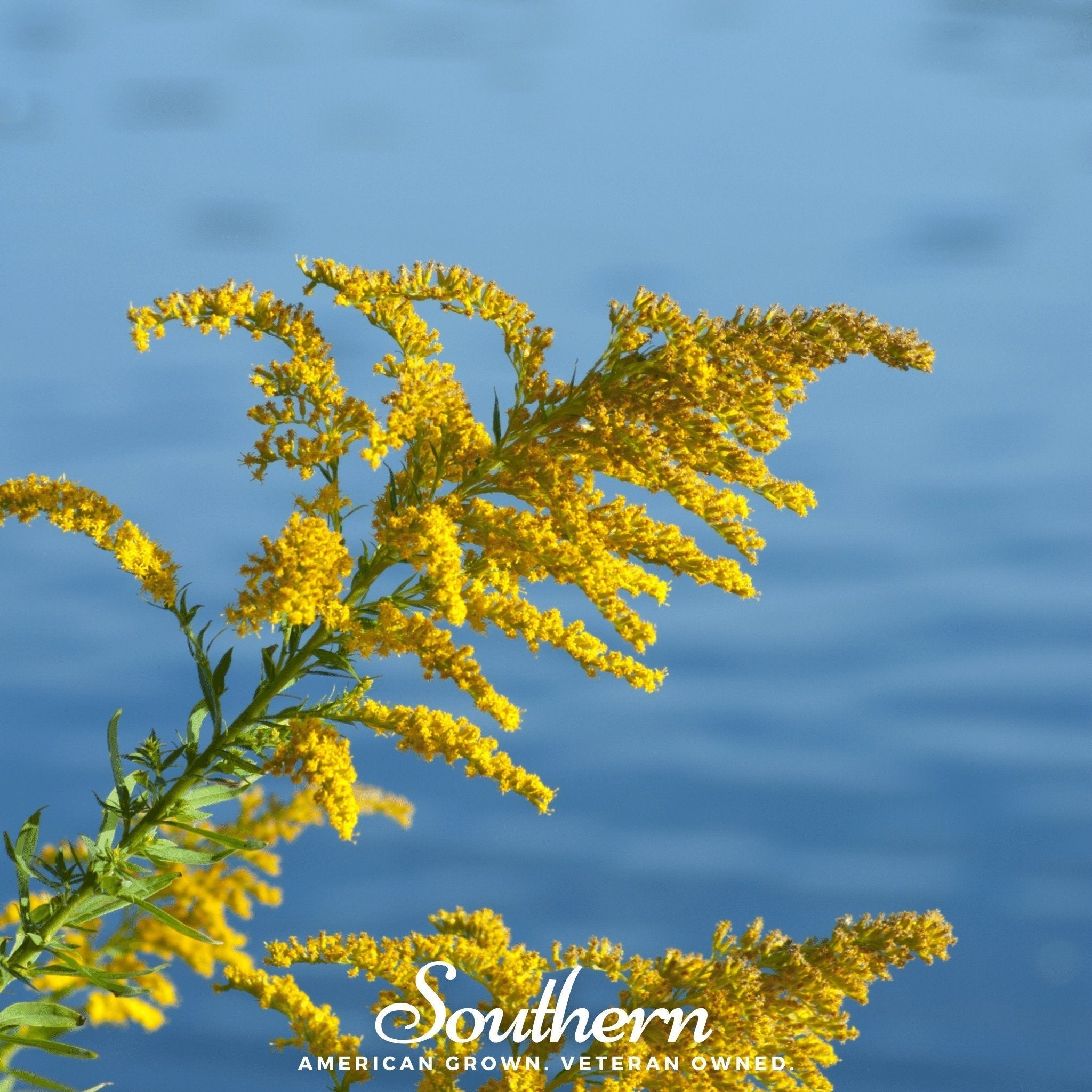 Showy Goldenrod – 100 Seeds Southern Seeds