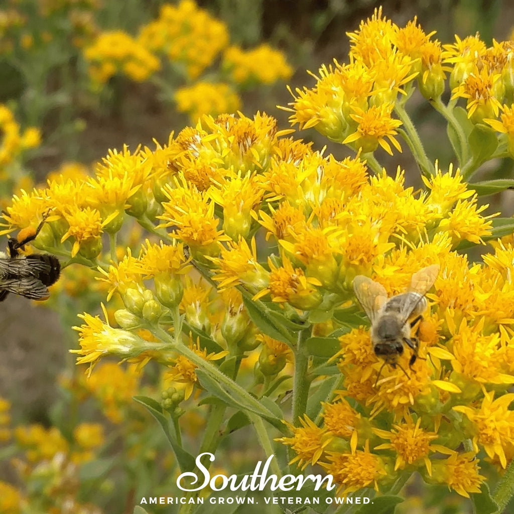 Stiff Goldenrod – 100 Seeds Southern Seeds
